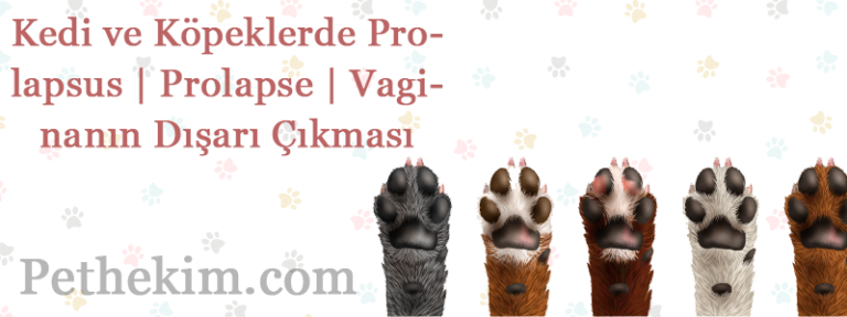 Prolapsus Prolapse Vaginanın Dışarı Çıkması