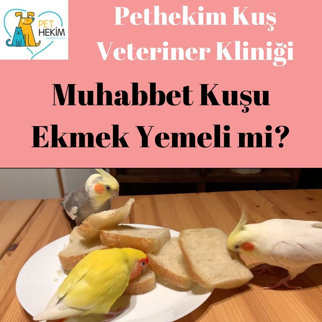 Muhabbet Kuşu Ekmek Yemeli mi? | Pethekim | Kuş Veteriner Kliniği