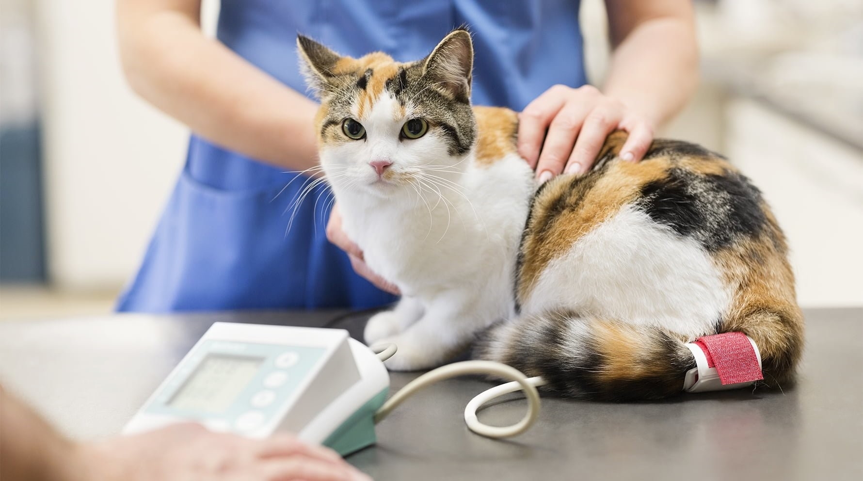 Dişi Kedi Kısırlaştırma