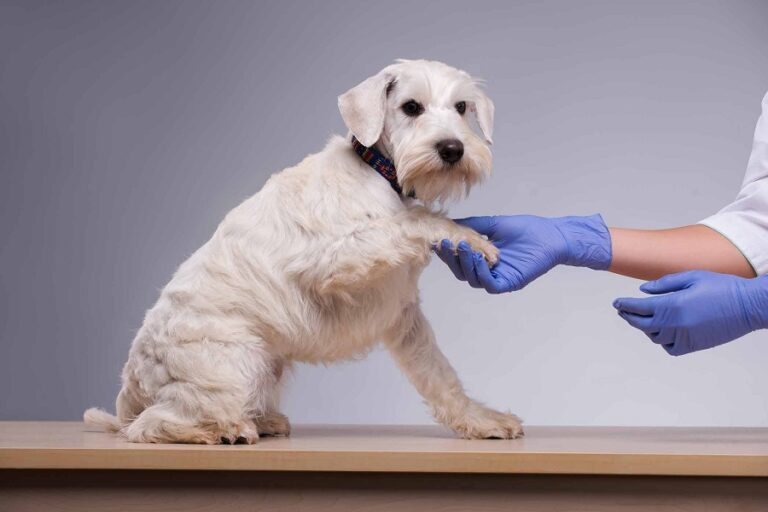 Dişi Köpek Kısırlaştırma