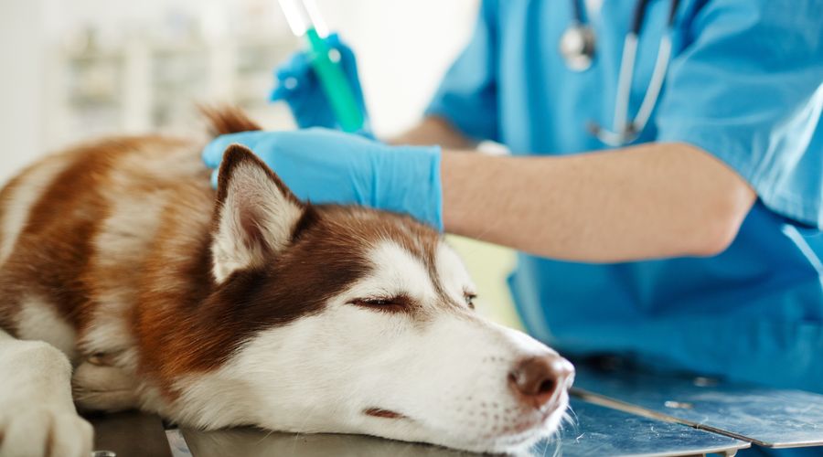 Erkek Köpek Kısırlaştırma