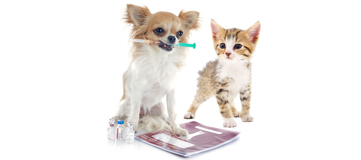 Kedi ve Köpek Aşı Uygulamaları