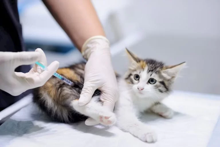 kedi aşılama