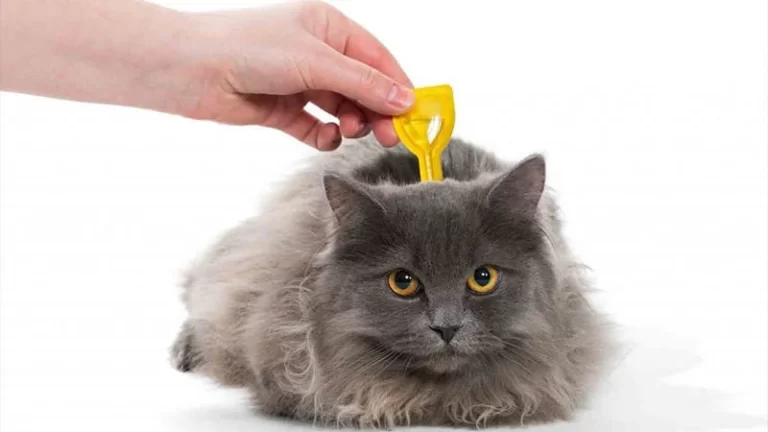 kedi parazit tedavisi