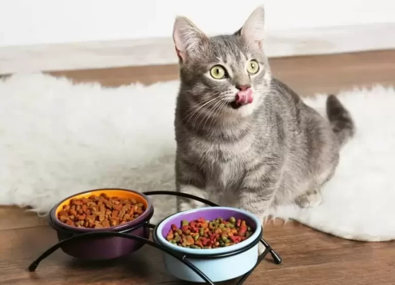 Ankara Kedi Oteli