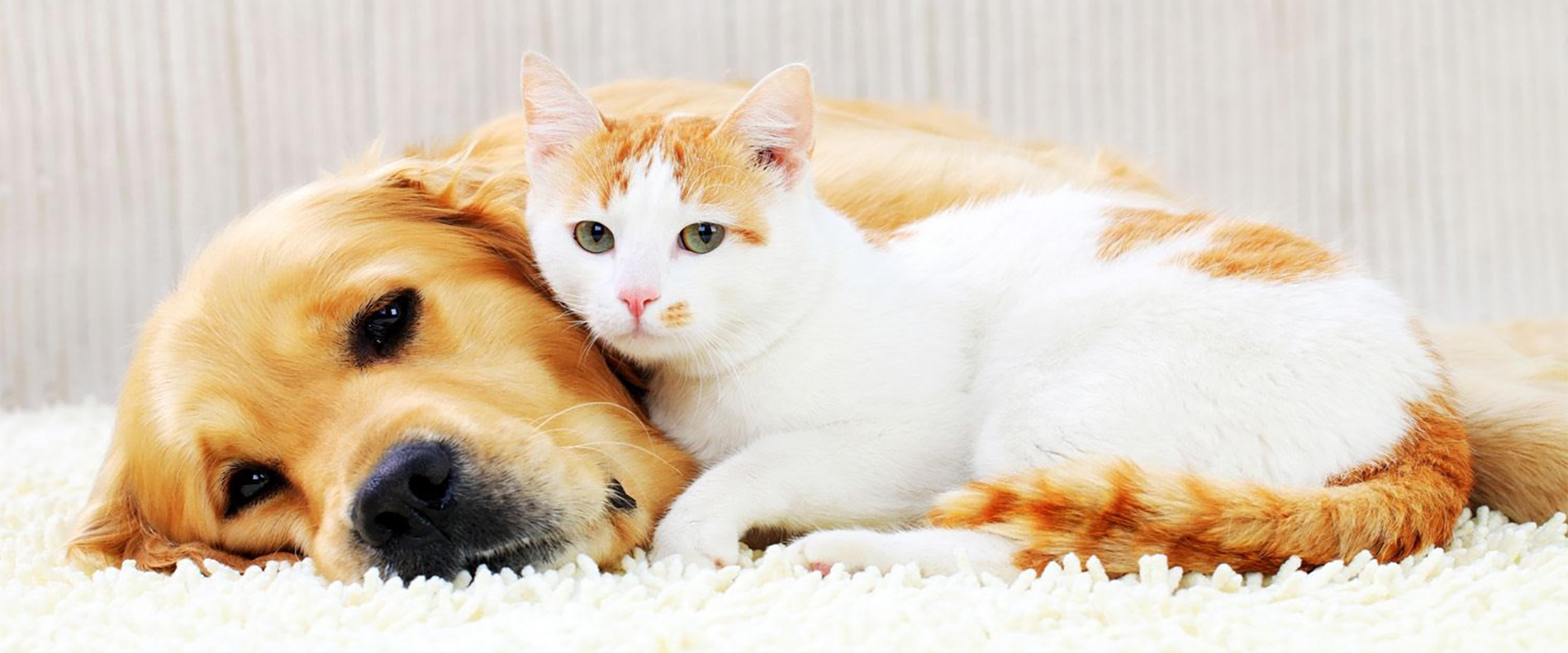 Etimesgut veteriner kliniği solunum güçlüğü acil değerlendirme Etimesgut veteriner kliniği solunum güçlüğü acil değerlendirme