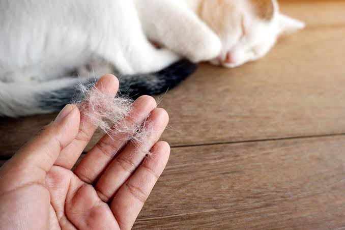 kedi kılı zararları var mı