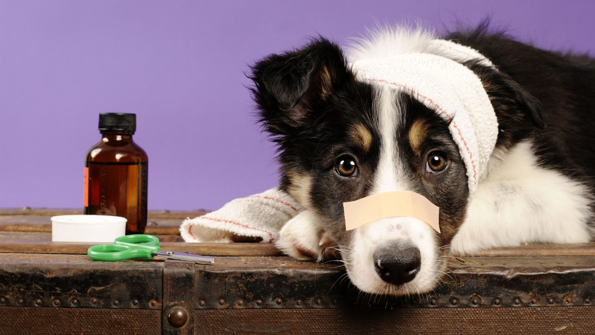 Leptospiroz Nedir? Evcil Dostlarımızı ve Ailemizi Bekleyen Gizli Tehlike