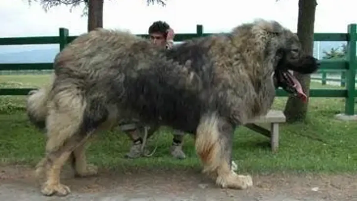 Yavru Kars Çoban Köpeği bakımı ve gelişim dönemi