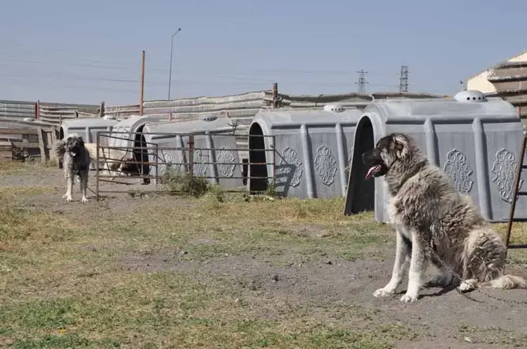 Kars Çoban Köpeği fiziksel özellikleri ve güçlü gövde yapısı