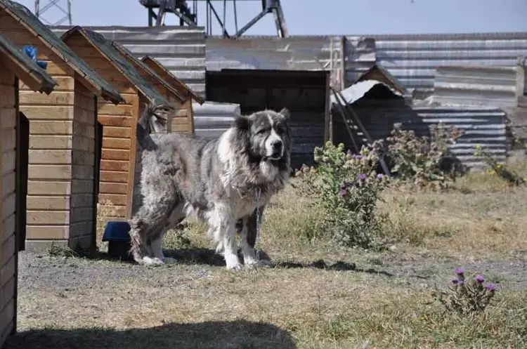 Çoban köpeklerinde tüy bakımı ve düzenli tarama ihtiyacı