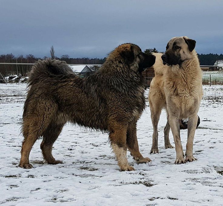 Büyük ırk çoban köpeklerinde veteriner sağlık kontrolleri