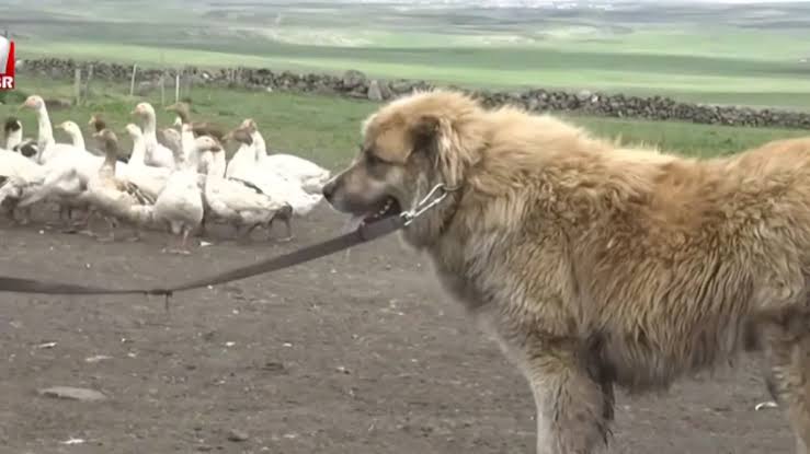 Kars Çoban Köpeği ile diğer sürü koruma köpeklerinin karşılaştırılması