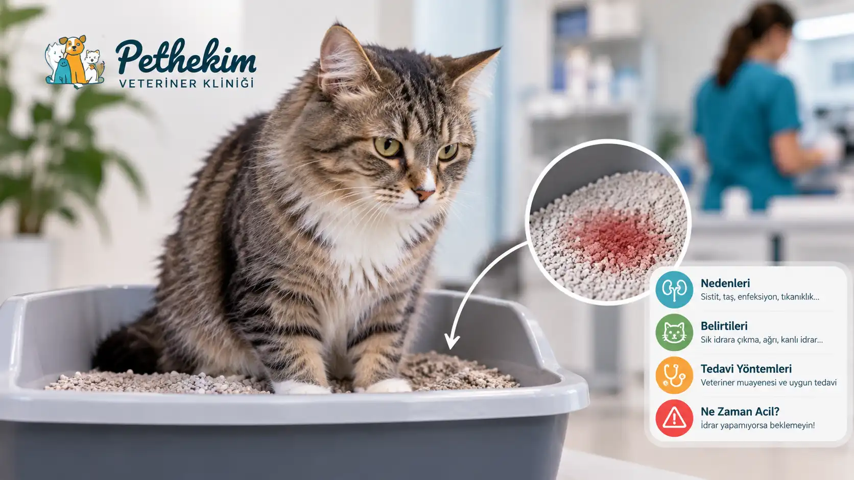 Kedi idrarında kan belirtileri ve idrar yolu sorunları - Pethekim Veteriner Kliniği