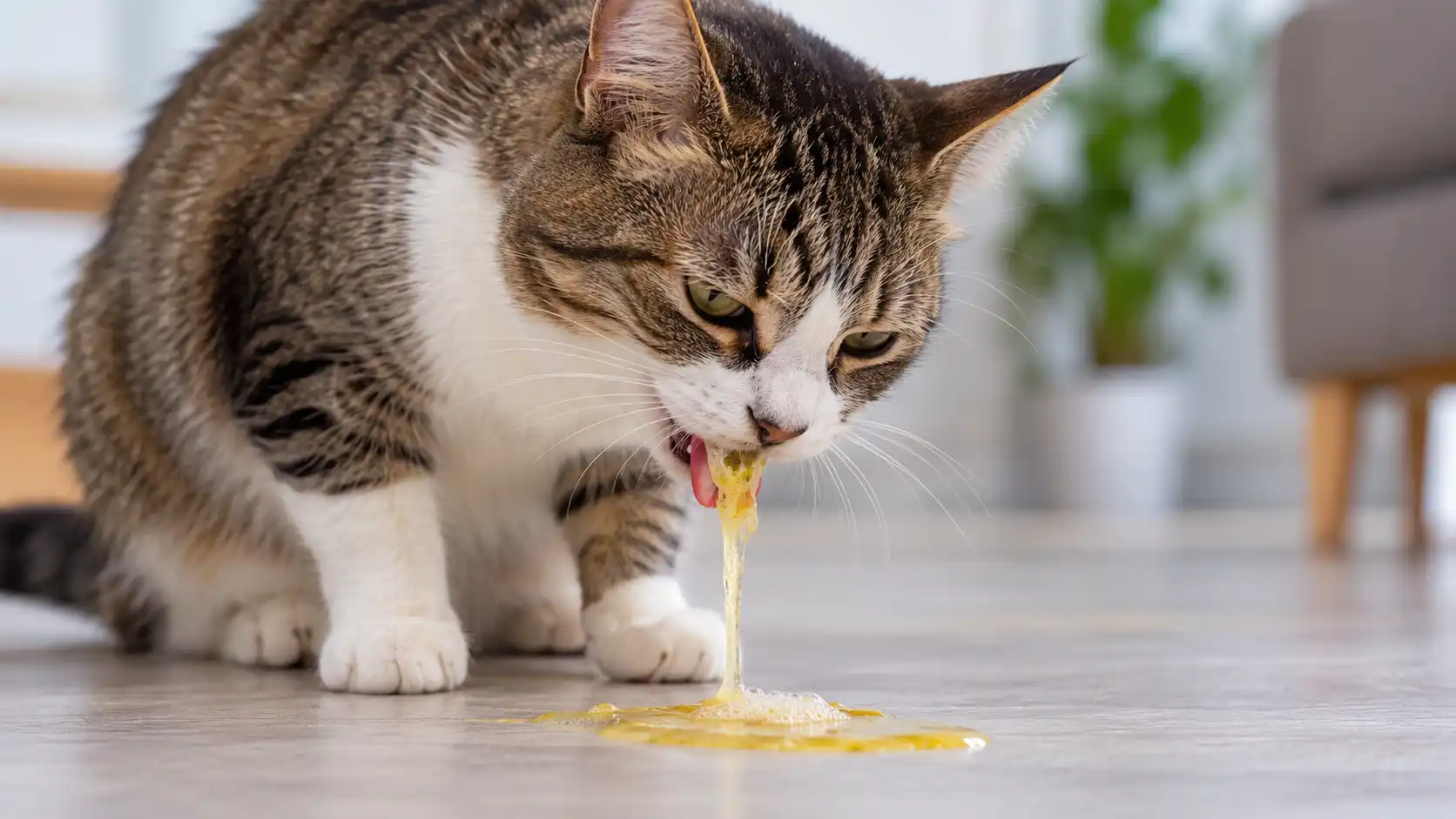 Kedilerde Sarı Kusma Neden Olur? | Pethekim Kedilerde sarı kusma: sarı sıvı kusan kedi