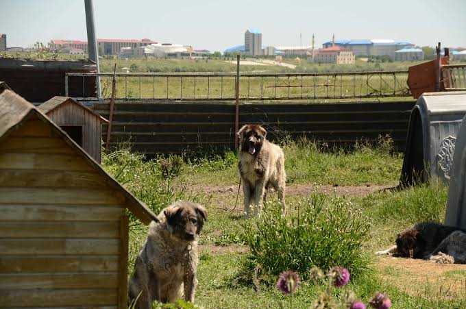 Bahçede yaşayan çoban köpeği için güvenli alan ve hareket ihtiyacı