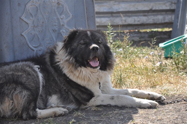 Kars Çoban Köpeği ırkının genel görünümü ve kalın kürk yapısı