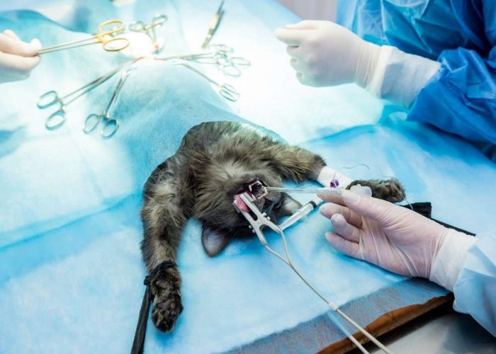 Kedi Kısırlaştırma